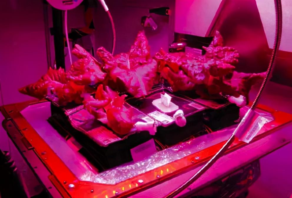 人工黄粉虫养殖技术_人工黄粉虫养殖技术_人工黄粉虫养殖技术