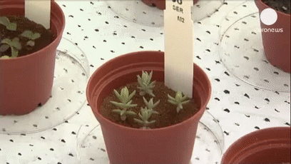 人工黄粉虫养殖技术_人工黄粉虫养殖技术_人工黄粉虫养殖技术