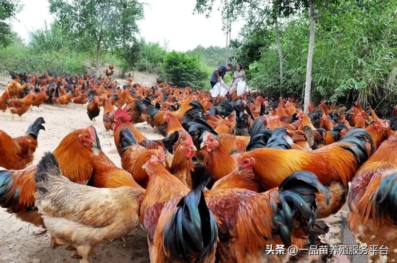 饲料价格太贵，他借助这种“凤凰虫”把养殖成本降低了一半