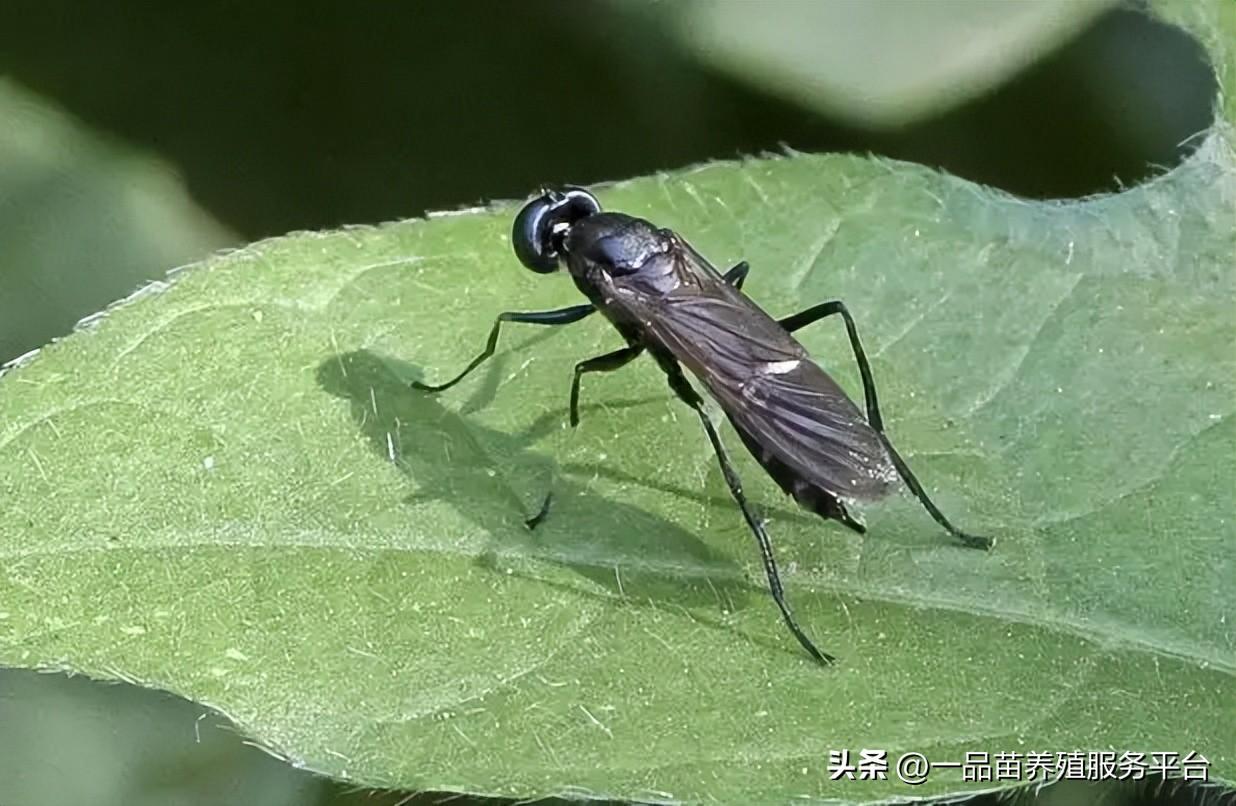 人工黄粉虫养殖技术_人工黄粉虫养殖技术_人工黄粉虫养殖技术