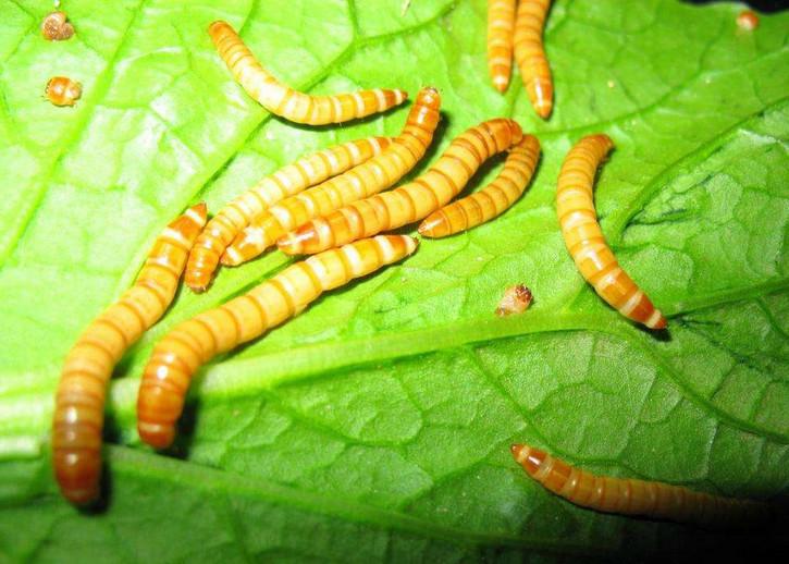 人工黄粉虫养殖技术_人工黄粉虫养殖技术_人工黄粉虫养殖技术