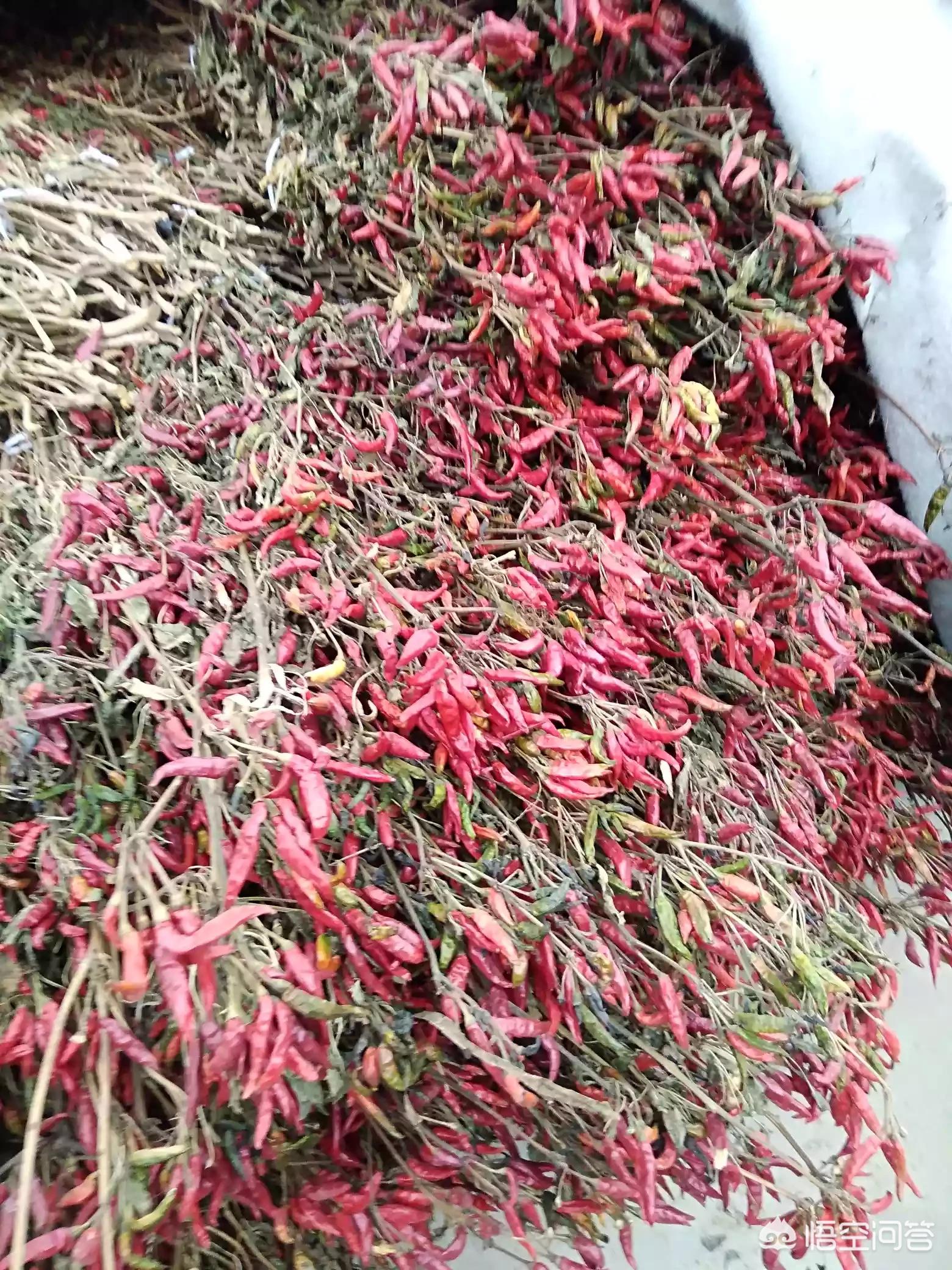淮安辣椒种植基地_淮安红椒种植致富_红椒种植技术