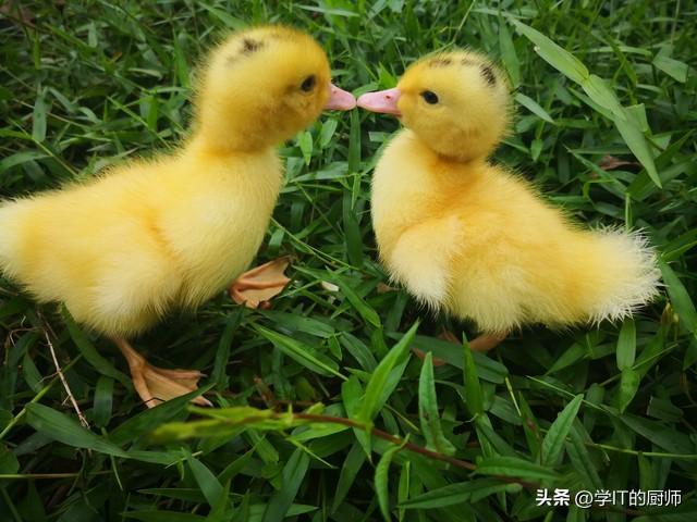 致富经犬类养殖_致富经土狗养殖_致富犬养殖类型有哪些