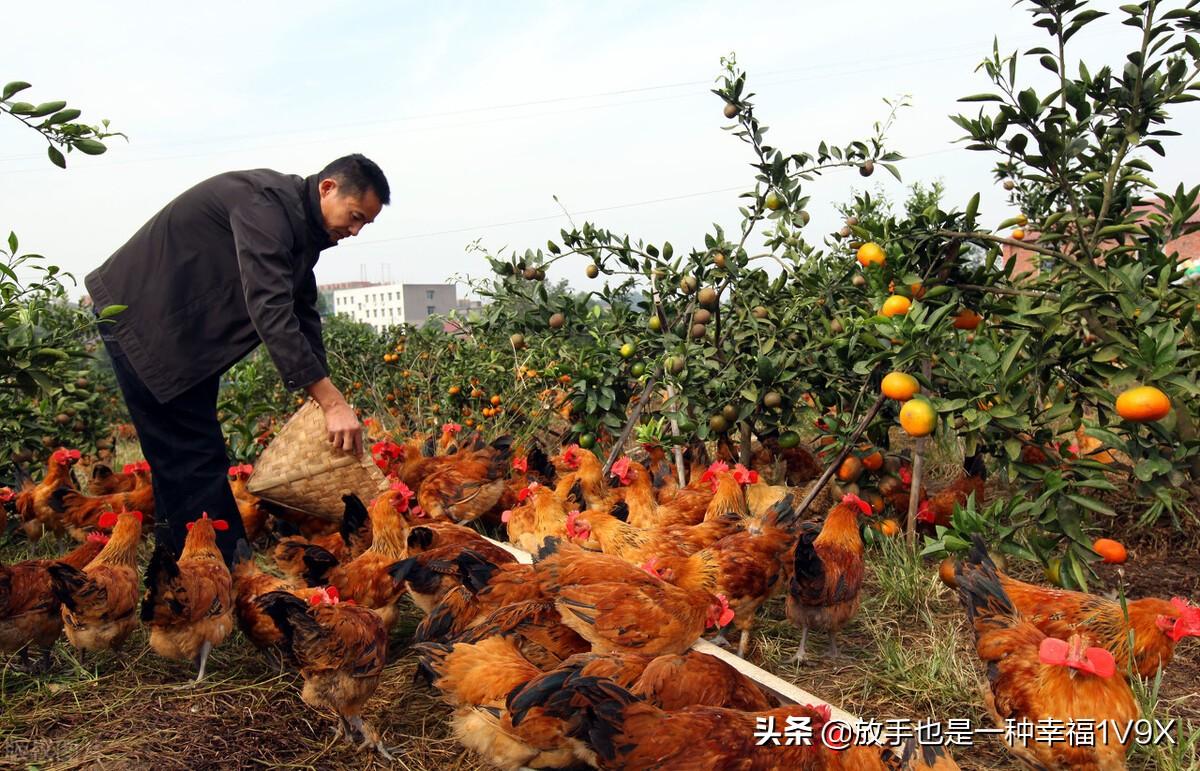 人工黄粉虫养殖技术_人工黄粉虫养殖技术_人工黄粉虫养殖技术