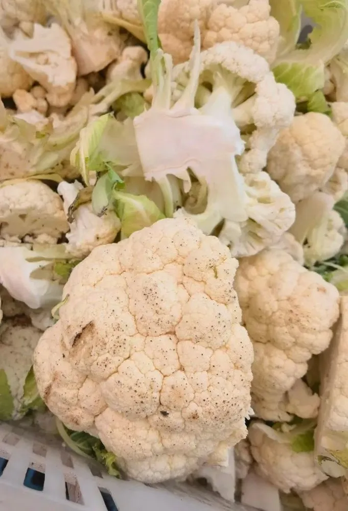 有机蔬菜种植致富案例分享_致富经种蔬菜种出千万财富_新型致富项目蔬菜