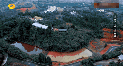致富养鸡_致富经山洞养鸡_致富经鸡住树上