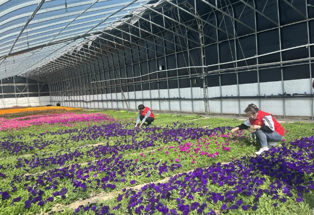 种植扶贫大棚致富_农村扶贫大棚多少钱一个_大棚扶贫项目