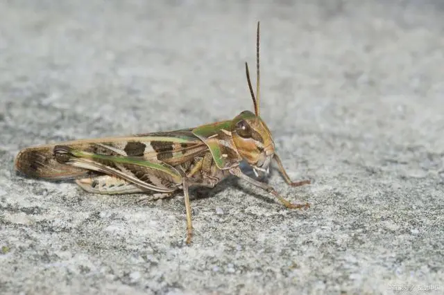 虫子养殖视频大全_虫子养殖_刺虫养殖技术