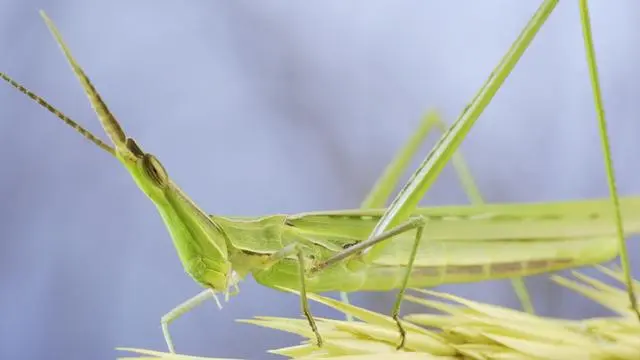 虫子养殖_虫子养殖视频大全_刺虫养殖技术