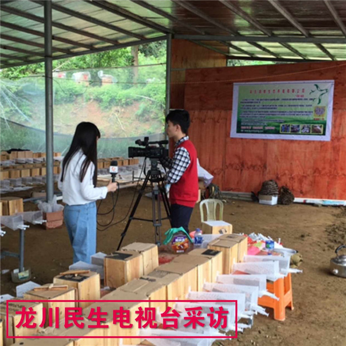 黄蜂养殖前景_黄蜂养殖技术视频直播_黄蜂养殖技术培训