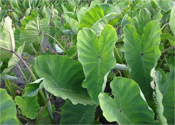 芋头高产种植技术，请掌握5要点