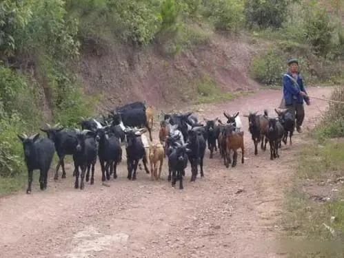 《农村致富经》羊价猛涨，养羊还能赚钱吗？看养殖户怎么说？