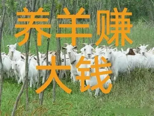 致富经韭菜种植_致富经韭菜树养羊完整版_致富经韭菜养羊