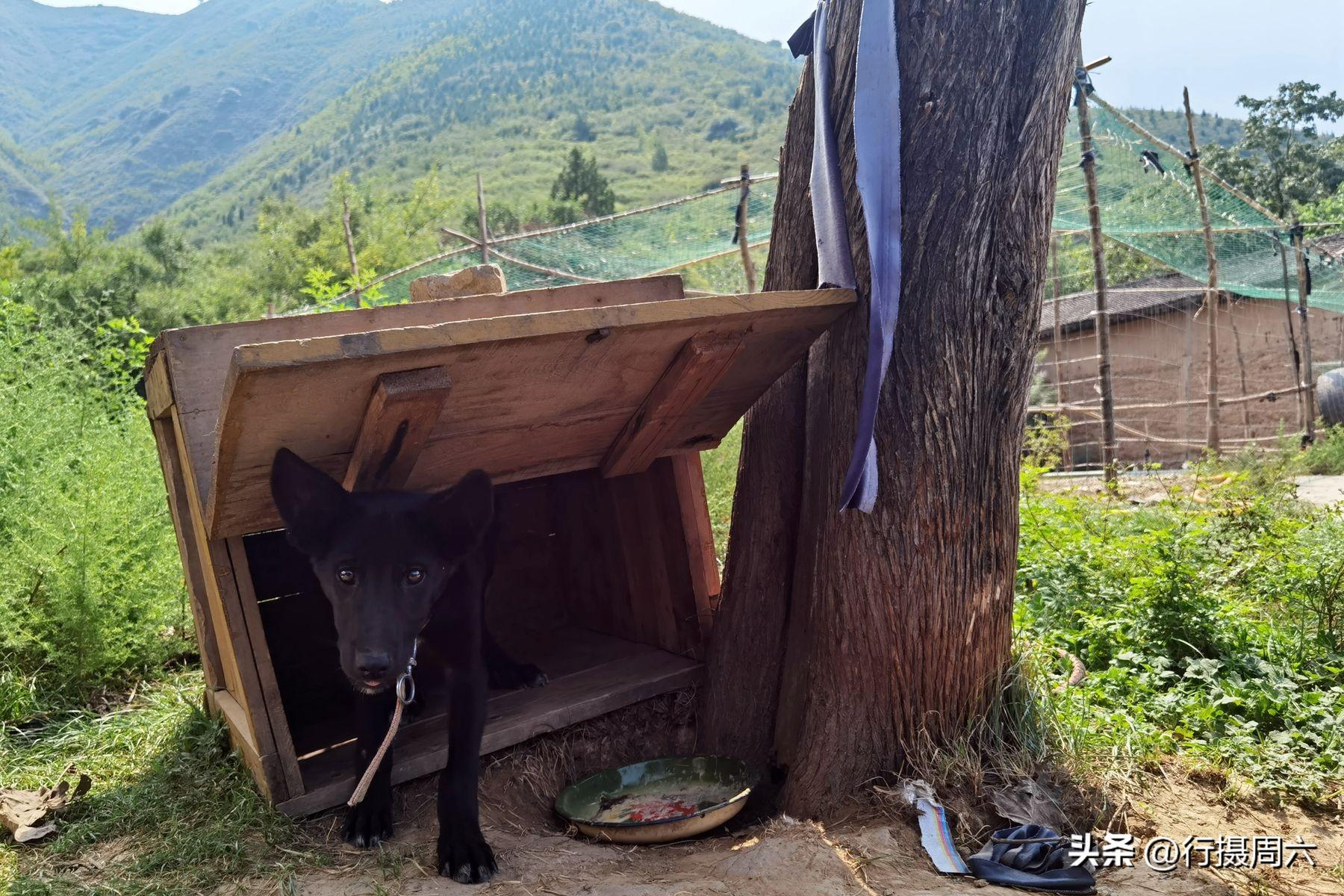 致富小伙养殖项目有哪些_小伙养殖致富项目_致富经90后小伙养猪