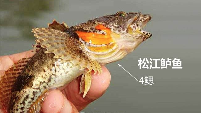 松江鲈鱼养殖_养殖松江鲈鱼技术_养殖松江鲈鱼技术指标