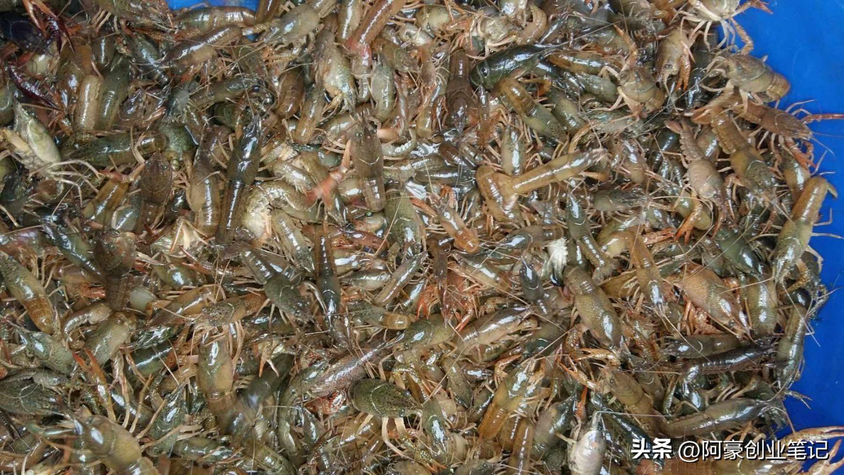 致富小伙养殖项目是什么_小伙养殖致富项目_致富小伙养殖项目有哪些