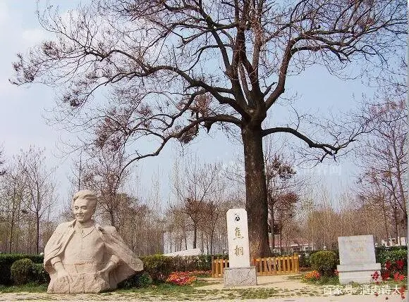 种树致富全部视频_致富树木种植视频_致富经树木种植