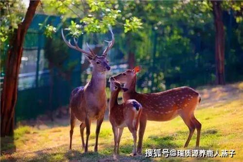 【瑞质源鹿茸】梅花鹿养殖国家政策，梅花鹿养殖成本和利润有多少？