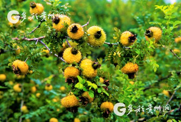 致富经烫土豆片_烫土豆的做法_烫土豆丝的做法大全
