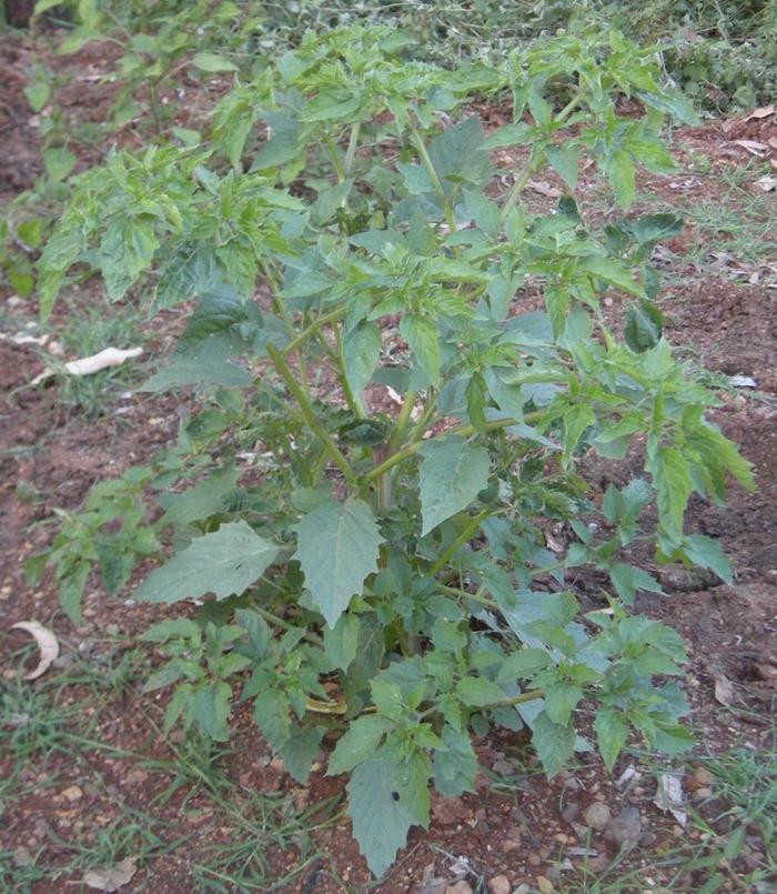 点豆腐技术酸浆_毛薯何时种植_毛酸浆种植技术