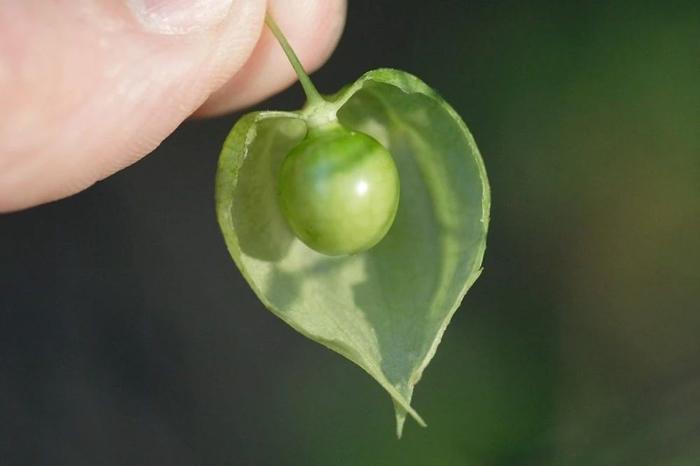 毛酸浆种植技术_毛薯何时种植_点豆腐技术酸浆