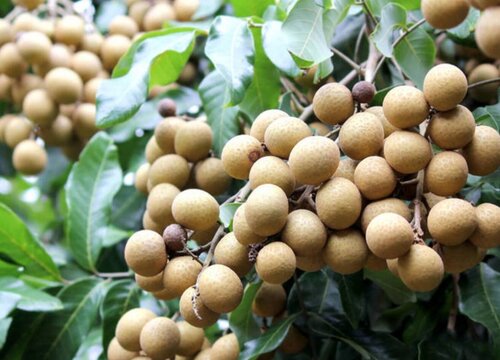 种植元眼技术哪个季节种_种眼睫毛效果图_季节种植表