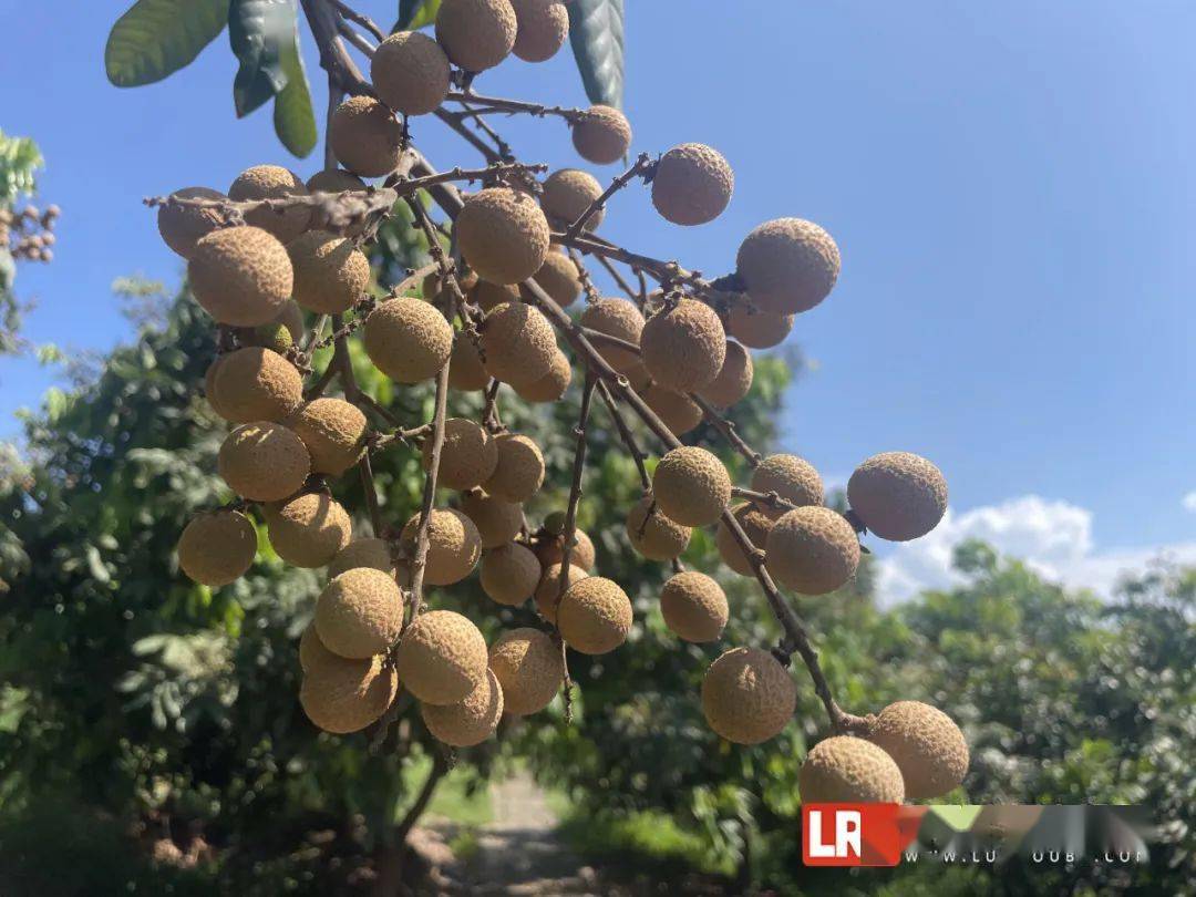 季节种植表_种植元眼技术哪个季节种_种眼睫毛效果图