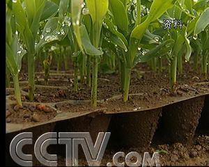 致富经甜玉米种植视频_致富玉米甜种植技术要求_致富经甜玉米种植技术