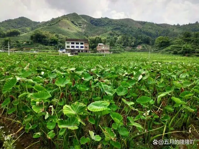 槟榔芋头种植技术视频_视频种植芋头槟榔技术方法_视频种植芋头槟榔技术视频教程
