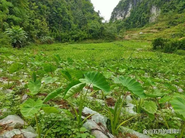 视频种植芋头槟榔技术视频教程_视频种植芋头槟榔技术方法_槟榔芋头种植技术视频