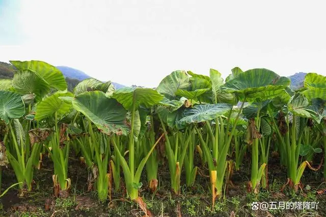 视频种植芋头槟榔技术方法_视频种植芋头槟榔技术视频教程_槟榔芋头种植技术视频