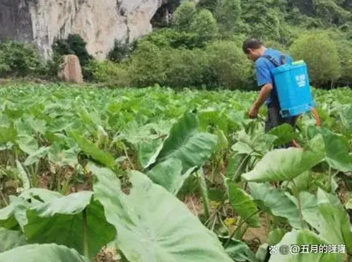 视频种植芋头槟榔技术视频教程_视频种植芋头槟榔技术方法_槟榔芋头种植技术视频