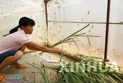 致富养殖蝗虫项目介绍_养殖蝗虫致富项目_致富养殖蝗虫项目有哪些