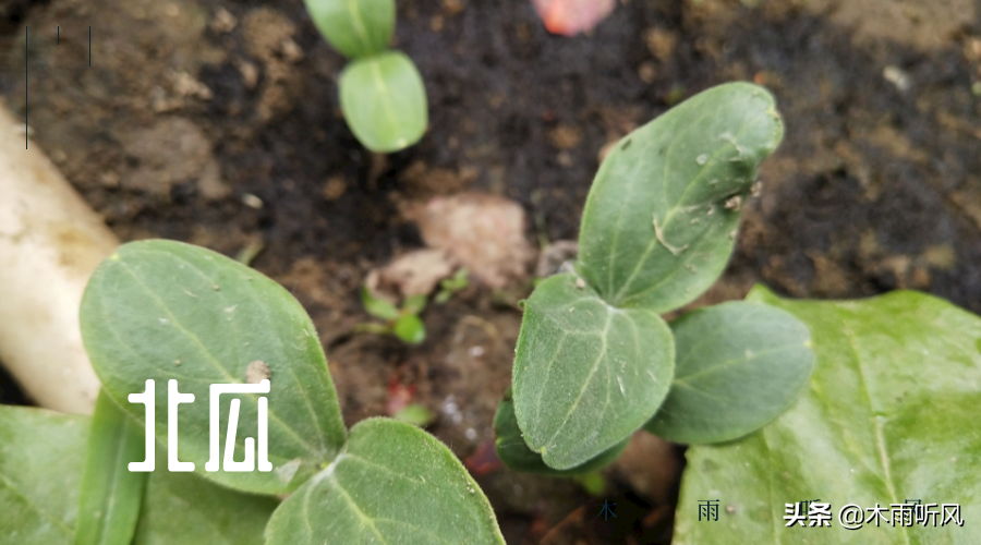 种植北瓜方法_北瓜栽培技术_北瓜种植技术与管理