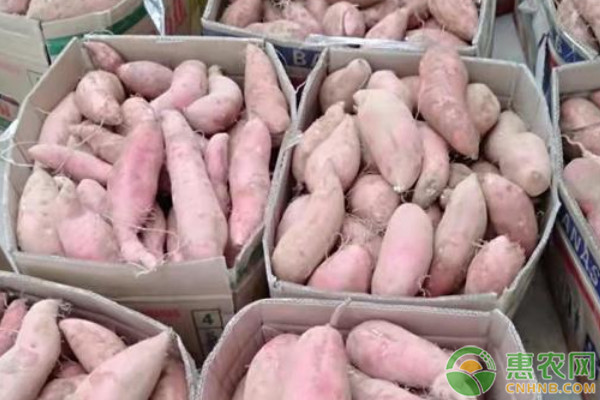 红薯叶养猪怎么样_致富经红薯叶_红薯叶致富经