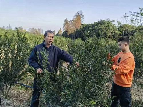 新会柑亩产量_致富经新会柑的种植_新会柑怎么种