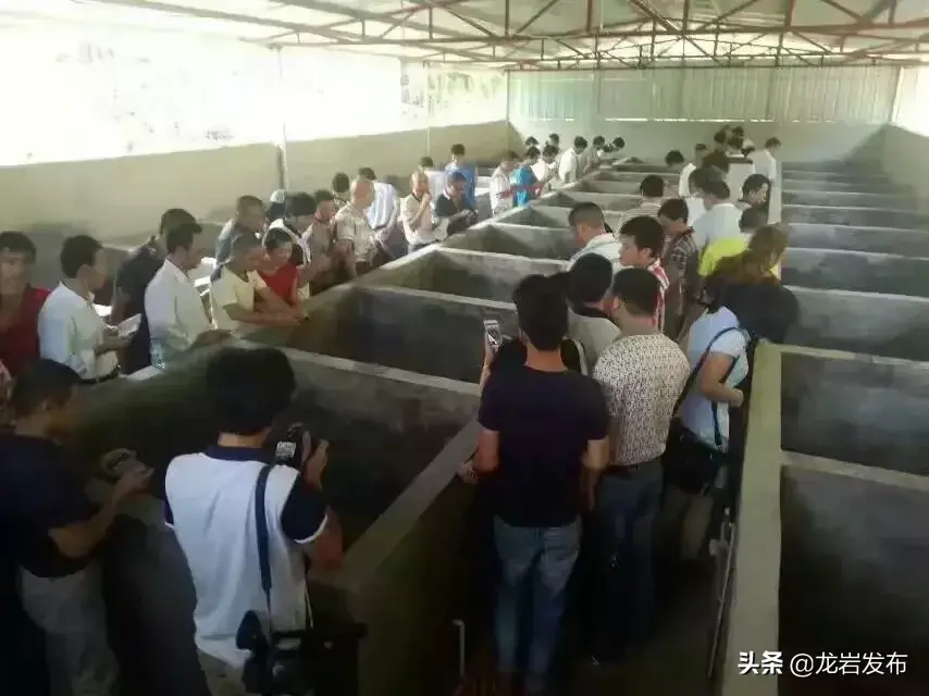 致富养殖河田鸡赚钱吗_养殖河田鸡致富_河田鸡养殖技术