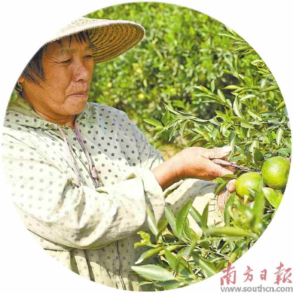 致富经新会柑的种植_种植新会柑风险大吗_种新会柑赚钱吗