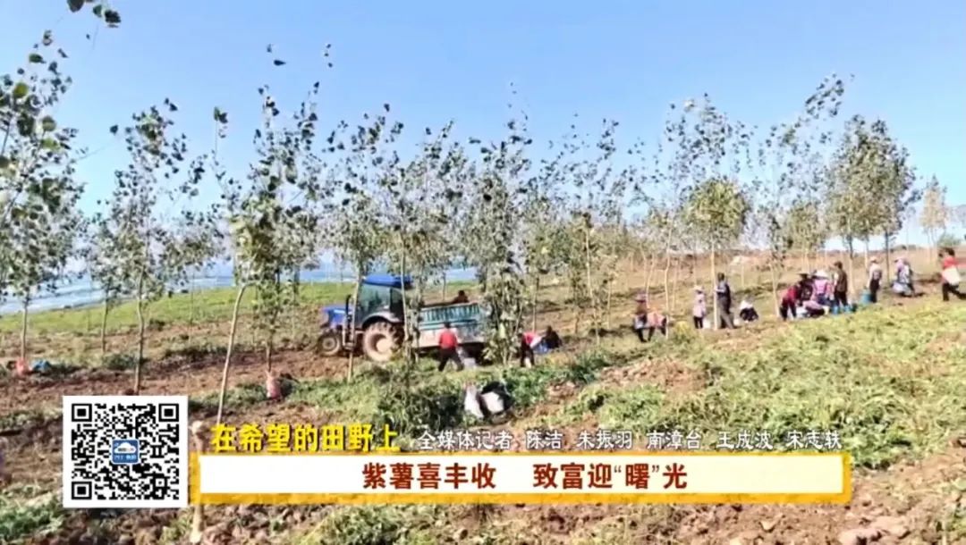 湖北南漳：紫薯喜丰收，致富新“薯”光