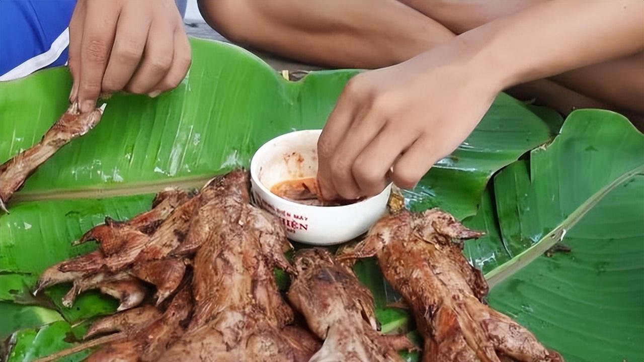 食用老鼠养殖技术_食用老鼠养殖技术_食用老鼠养殖技术