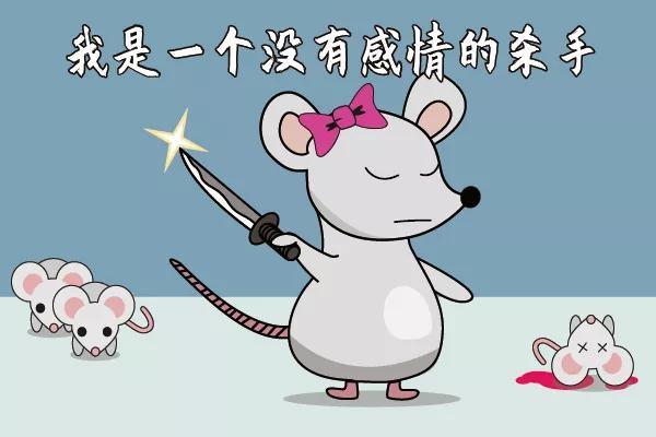 食用老鼠养殖技术_食用老鼠养殖技术_食用老鼠养殖技术