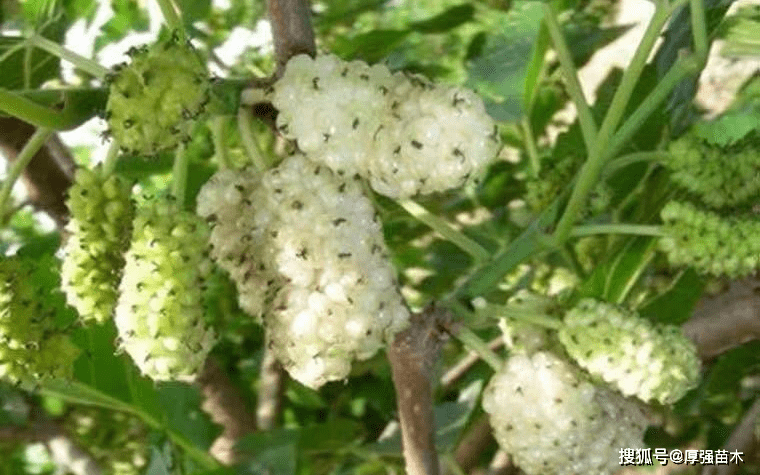 白果桑树苗种植技术管理，白果桑与普通桑葚有什么区别