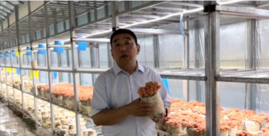 冷门致富的种植_致富种植创业项目_致富种植什么比较赚大钱