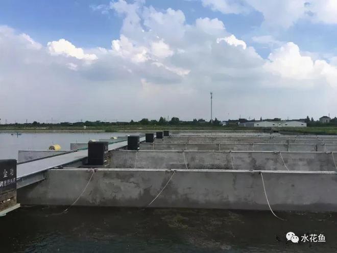 彩鲫鱼养殖技术_彩鲫如何喂食_养彩鲫多少温度最好
