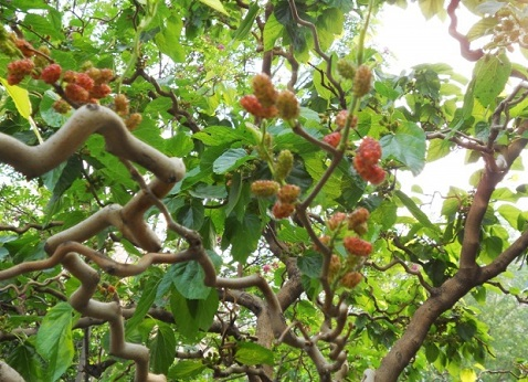 桑葚的种植技术_桑椹的种植_桑椹种植技术及品种