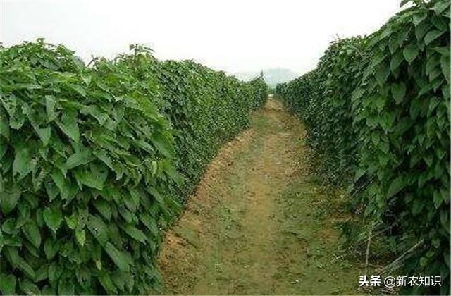 最新种植山药的技术_山药种植最新技术是什么_山药种植新技术视频