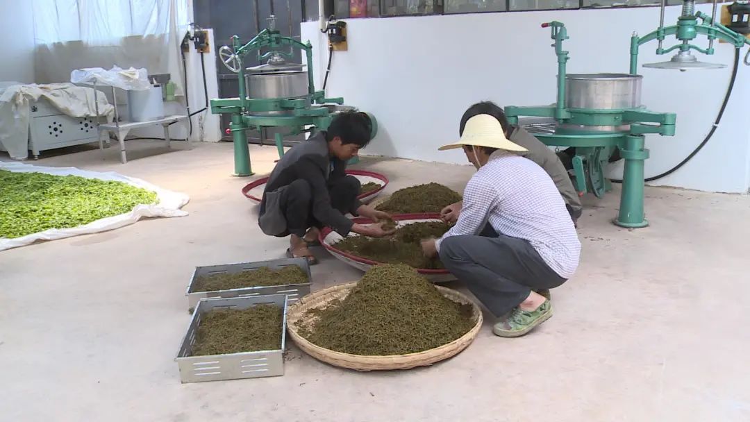 东北黑猪养殖致富_东北黑猪养殖基地购买黑猪_东北养黑猪哪个品种最好