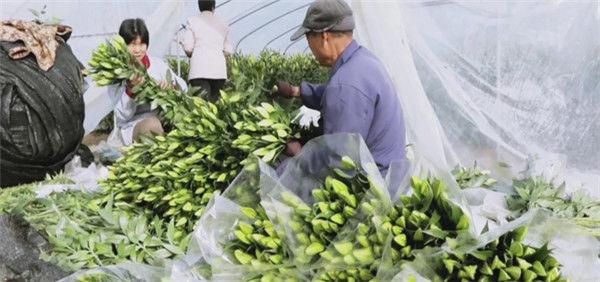 致富经养殖狗_致富项目养狗_致富经养狗成功例子