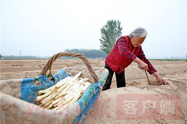 芦笋种植赚钱吗_种植芦笋 致富吗_致富种植芦笋图片