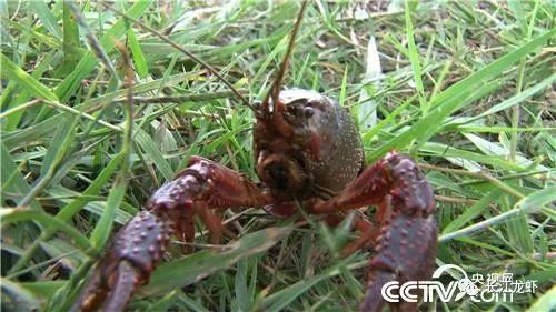 2021年新的致富经节目视频_刘吉利豪义慧通_致富经刘新义视频